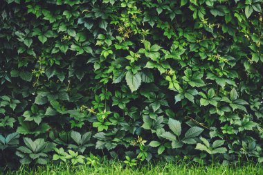İlkbaharda büyük yeşil yaprakların çit. Parthenocissus henryana yeşil çit. Kız sıcağına üzümlerin doğal arka planı. Parthenocissus inserta çiçek dokusu. Zengin yeşillik. Botanik bahçesinde bitkiler.