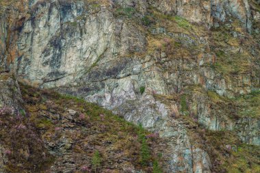 Yeşil ağaçlar ve pembe çiçekler ile güzel kayalık gri dokulu arka plan. Yüzey dağ uçurumu yakın çekim.