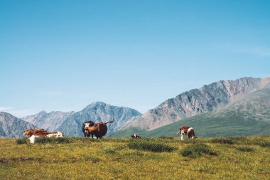 İnekler güneşli bir günde harika dev dağlara karşı vadide otlakta otlatmak. Tarım, yaylalarda hayvancılık. Mavi berrak gökyüzü altında Amazing güneşli dağ manzara.
