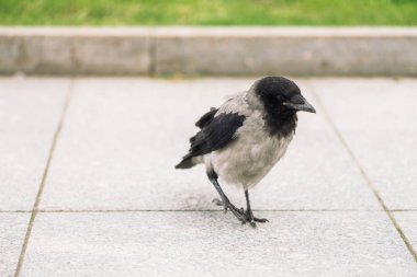 Siyah karga kopya alanı ile yeşil çim arka plan üzerinde sınır yakınında gri kaldırımda yürüyor. Kaldırımda kuzgun. Asfalt üzerinde yabani kuş adımları yakın. Şehir faunasının yırtıcı hayvanı.