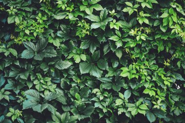 İlkbaharda büyük yeşil yaprakların çit. Parthenocissus henryana yeşil çit. Kız sıcağına üzümlerin doğal arka planı. Parthenocissus inserta çiçek dokusu. Zengin yeşillik. Botanik bahçesinde bitkiler.