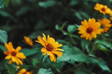 Turuncu merkezi ve canlı hoş saf yaprakları ile renkli sulu sarı çiçek Grubu. Makro çiçekli kudüs enginar. Birçok helianthus tuberosus yakın çekim. Topinambur güzel çiçekler.