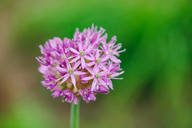 Bokeh yakın yeşillik arka planda açan pembe soğan Çiçekler. Kopya alanı ile makro güzel küçük çiçekler. Bahar çiçekli sanat.