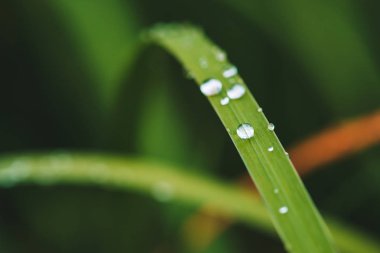 Çiy damlaları ile güzel canlı parlak yeşil çim kopya alanı ile yakın çekim. Saf, hoş, güzel yeşillik yağmur ile güneş ışığı makro damla. Yağmur havasında yeşil dokulu bitkilerden arka plan.