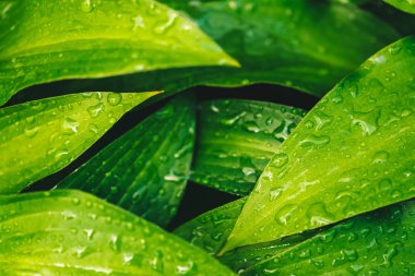 Çiy damlaları ile güzel canlı parlak yeşil çim kopya alanı ile yakın çekim. Saf, hoş, güzel yeşillik yağmur ile güneş ışığı makro damla. Yağmur havasında yeşil dokulu bitkilerden arka plan.