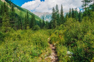 Yaylaların yabani bitki örtüsü arasında patika. Tepeden dağlara giden yol. Zengin doğanın inanılmaz dağ manzarası. Çalıların arasındaki yol. Kozalaklı orman örtüsü ile Harika mountainscape.