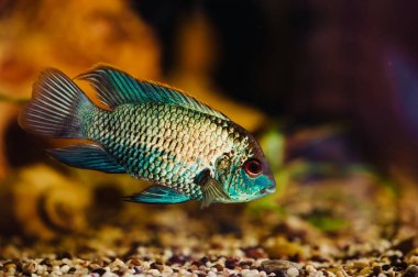 Nannacara mı? Mavi balık bir ev akvaryum yakın çekim yüzer.