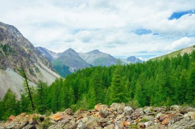 Dağlık bölgelerde iğne yapraklı ağaçlar. Taşlı tepedeki karaçam ağaçları. Harika dev kayalık dağlar. Dağ. Büyük kayalar. Dağ bitkisi. Kozalaklı orman. Görkemli doğanın inanılmaz canlı yeşil manzara.