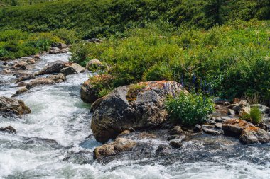 Güneş ışığında dağ deresi yakınında güzel bitki örtüsü. Hızlı su akışı yakın çekimde büyük kayalar. Güneşli bir günde nehrin akıntılarının arka planı. Isldeki taşların yanında hızlı akış. Yaylaların zengin bitki örtüsü.