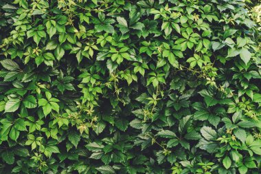 İlkbaharda büyük yeşil yaprakların çit. Parthenocissus henryana yeşil çit. Kız sıcağına üzümlerin doğal arka planı. Parthenocissus inserta çiçek dokusu. Zengin yeşillik. Botanik bahçesinde bitkiler.