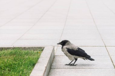 Siyah karga kopya alanı ile yeşil çim arka plan üzerinde sınır yakınında gri kaldırımda yürüyor. Kaldırımda kuzgun. Asfalt üzerinde yabani kuş adımları yakın. Şehir faunasının yırtıcı hayvanı.