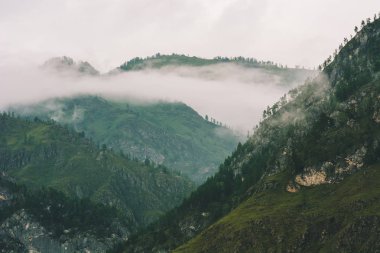 Sis üzerinde kopya alanı ile dağlarda kalın sis. Hipster tarzında soluk yeşil tonları görkemli doğanın Vintage sisli manzara. Tepeler arasında opak pus.