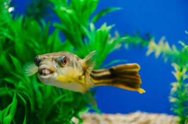 Tetraodon lineatus akvaryum yakın çekim yüzer. Sarı dişli yırtıcı balık.