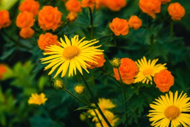 Beautiful arnica close up grow on background of warm globeflowers with copy space. Bright yellow fresh plants with orange center in macro on green and fairy background. Medicinal plants. clipart