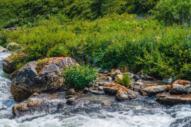 Güneş ışığında dağ deresi yakınında güzel bitki örtüsü. Hızlı su akışı yakın çekimde büyük kayalar. Güneşli bir günde nehrin akıntılarının arka planı. Isldeki taşların yanında hızlı akış. Yaylaların zengin bitki örtüsü.