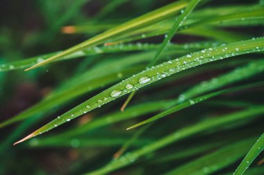 Çiy damlaları ile güzel canlı parlak yeşil çim kopya alanı ile yakın çekim. Saf, hoş, güzel yeşillik yağmur ile güneş ışığı makro damla. Yağmur havasında yeşil dokulu bitkilerden arka plan.