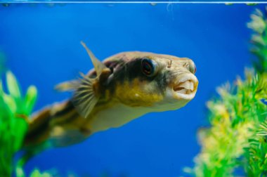 Tetraodon lineatus akvaryum yakın çekim yüzer. Sarı dişli yırtıcı balık.