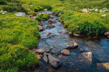 Güneşli bir günde yeşil vadide kaynak suyu akışı. Zengin yayla bitkisi. Dağ deresi yakınlarında inanılmaz dağlık bitki örtüsü. Harika cennet manzara. Paradisiacal güneşli pitoresk sahne.