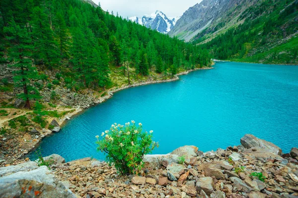 Cespuglio Verde Collina Sassosa Sullo Sfondo Ghiacciaio Lago Montagna Foresta — Foto Stock