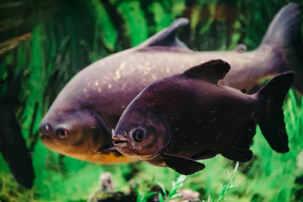 Colossoma Brachypomum Bakgrund Gröna Alger Stor Magentafärgad Fisk — Stockfoto