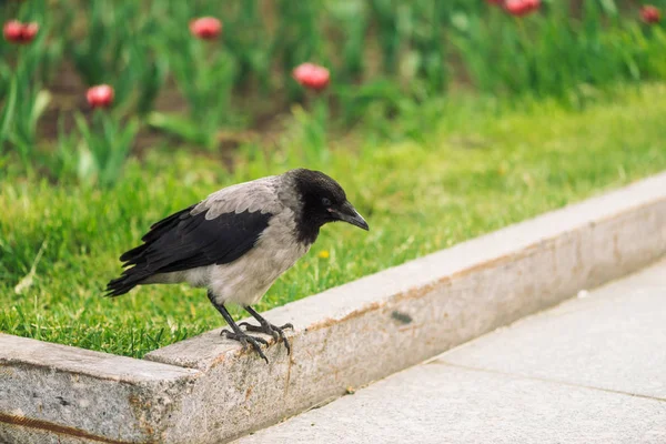 Cuervo Negro Camina Borde Cerca Acera Gris Sobre Fondo Hierba —  Fotos de Stock