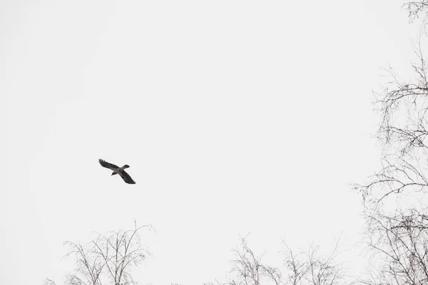 黑乌鸦在狩猎时飞过树木 灰色天空中暗乌鸦的大气景观 带复制空间 城市野生飞舞动物的翼展 美丽的掠食鸟在冬天的飞行 — 图库照片