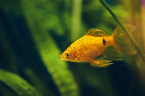 Der Barbus Schwimmt Heimischen Aquarium Aus Nächster Nähe Schöne Aquarium — Stockfoto