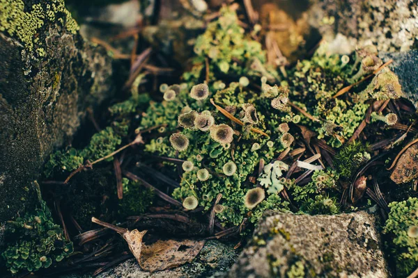 Όμορφες Πρασινωπές Τρομπέτες Της Cladonia Χλωροφαγέα Μεγαλώνει Κοντά Πέτρες Μακρο — Φωτογραφία Αρχείου