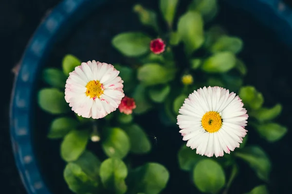 Beautiful daisies with rich green leaves grow in blue flower bed close up. Small white flowers with yellow pollen and with pink tips of petals in macro with copy space on black soil. Red buds of daisy