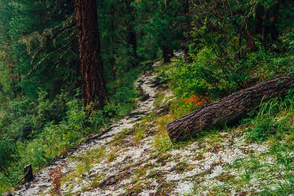 Hailstone Trail Dark Coniferous Forest Atmospheric Woodland Landscape Rich Forest — Stock Photo, Image