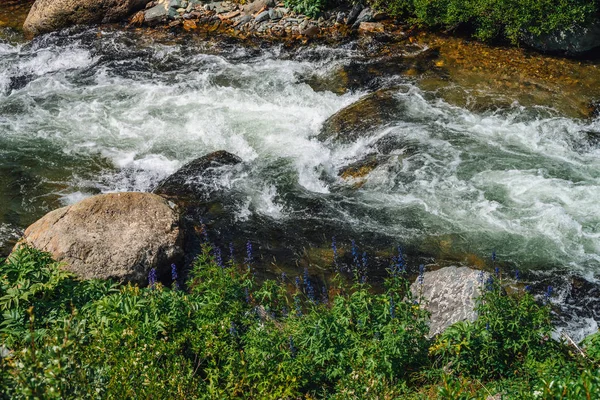 Голубые Цветы Горного Ручья Большие Валуны Потоке Быстрой Воды Крупным — стоковое фото