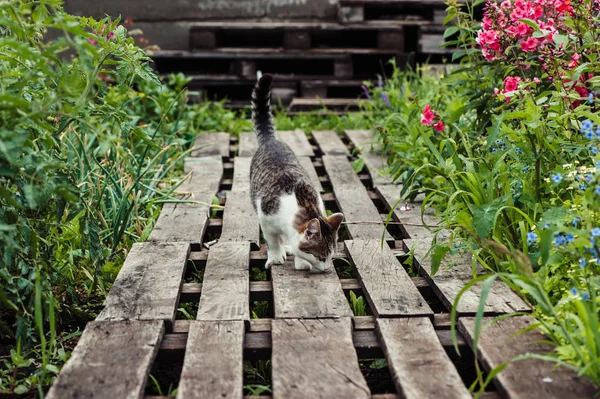 Gato Listrado Cinza Caminha Longo Caminho Feito Paletes Madeira Jardim — Fotografia de Stock