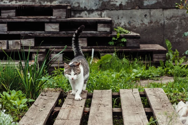 Chat Promène Long Chemin Dans Jardin Maison Secteur Rural — Photo