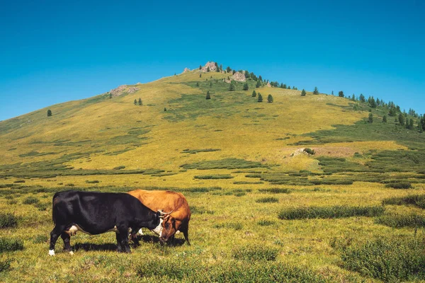 Koeien Grazen Vallei Het Dal Tegen Prachtige Reuzen Bergen Zonnige — Stockfoto