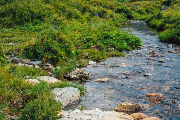 Spring water stream in green valley in sunny day. Rich highland flora. Amazing mountainous vegetation near mountain creek. Wonderful paradise scenic landscape. Paradisiacal sunny picturesque scenery.