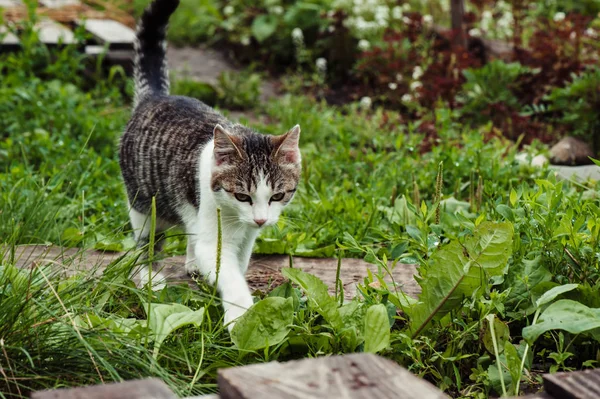 Yeşil Çimenlerde Tabby Kedisi Yakın Çekim Çimenlerin Üzerindeki Çiy — Stok fotoğraf