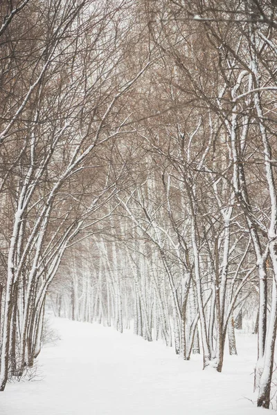 公园内树枝之间的雪隧道紧随其后 雪白的背景与小巷在树林 冬季树木在降雪时有霜冻的路径 雪落了 大气冬季景观 — 图库照片