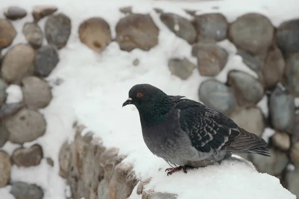 Gray Pigeon Fence Park Winter — Stock Photo, Image