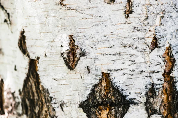 Textura Detallada Corteza Del Abedul Macro Fragmento Inusual Superficie Betula — Foto de Stock