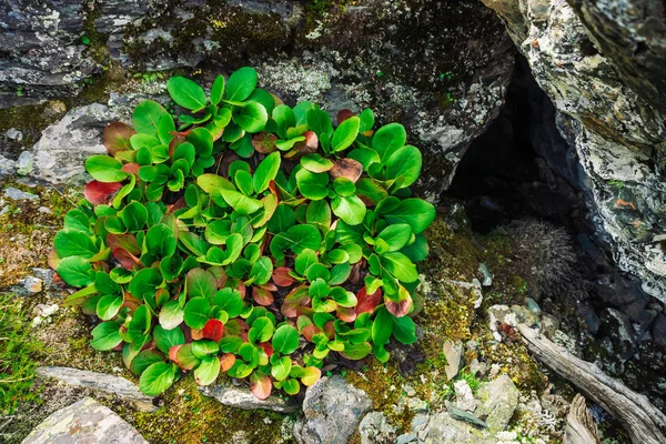 Folhas Verdes Vermelhas Bergenia Crassifolia Fecham Planta Incrível Cresce Rocha — Fotografia de Stock