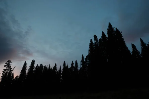 Dark Silhouettes High Pines Spruces Upwards Background Cloudy Sunset Sky — Stock Photo, Image