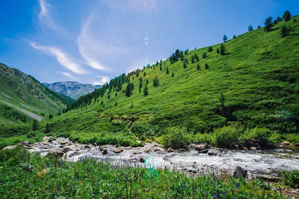 Güneşli Bir Günde Yayla Zengin Bitki Örtüsü Arasında Yeşil Vadide — Stok fotoğraf