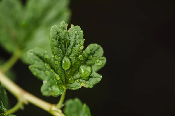 Gotas Chuva Uma Pequena Folha Uma Macro Groselha Espinhosa Jardim — Fotografia de Stock