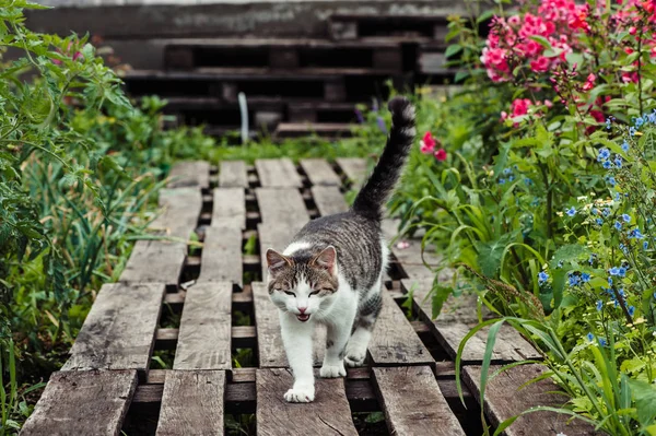 Gray Striped Cat Walks Path Made Wooden Pallets Garden — Stock Photo, Image