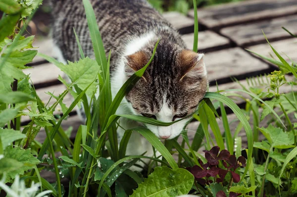 Tabby Cat Green Grass Close Dew Grass — Stock Photo, Image