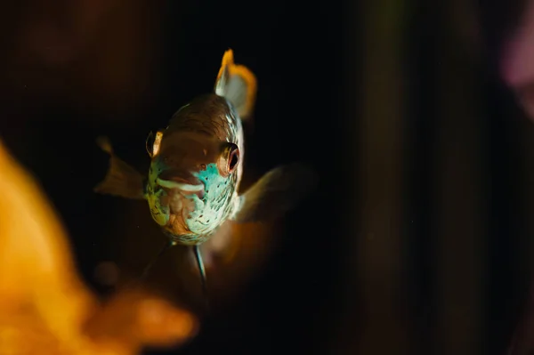 Nannacara Blauer Fisch Schwimmt Nahaufnahme Heimischen Aquarium — Stockfoto
