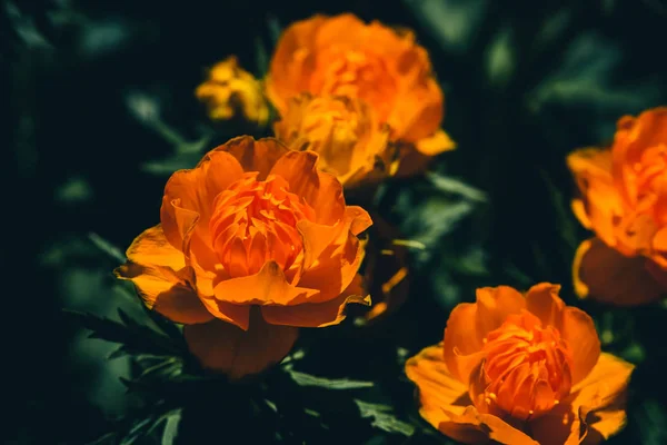 Gruppo Trollius Asiaticus Con Spazio Copia Verde Bellissimi Fiori Arancio — Foto Stock