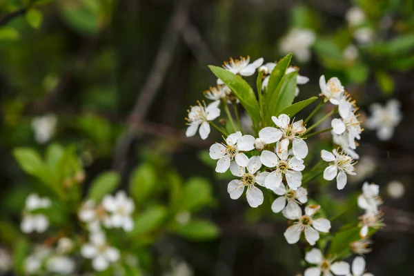 Bellissimi Fiori Albero Ceraso Primo Piano Sfondo Romantico Fiori Primaverili — Foto Stock