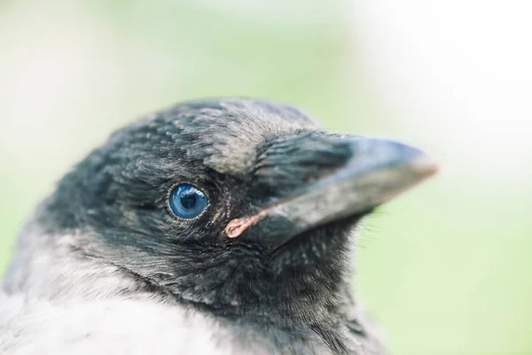 Head Young Crow Gray Green Background Portrait Raven Close Urban — Stock Photo, Image