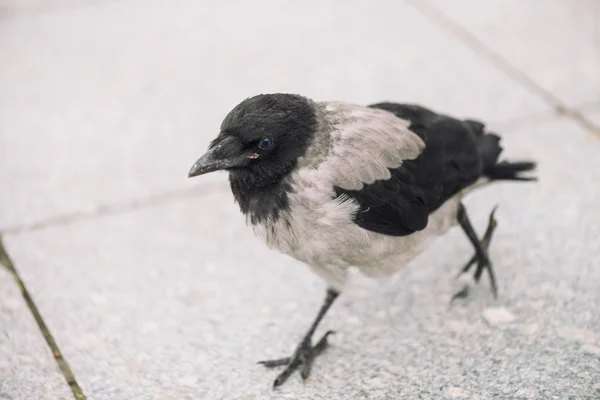 Malá Černá Vrána Kráčí Šedém Chodníku Prostorem Pro Kopírování Pozadí — Stock fotografie